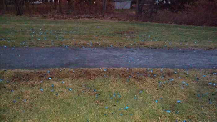Blue confetti scattered across a grassy path, aftermath of a gender reveal moment, indicating a baby boy.