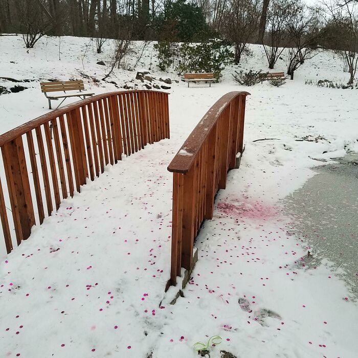 A gender reveal moment gone wrong, with pink confetti scattered over a snowy bridge in a park.