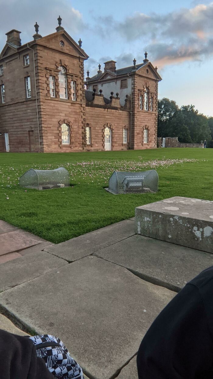 A grand building with a lawn covered in pink gender reveal confetti, showcasing a messy gender reveal moment.