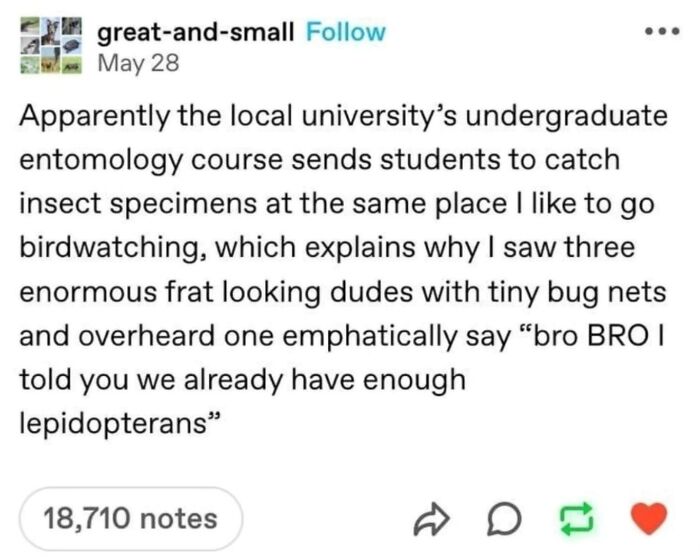 A hilariously embarrassing screenshot of a Tumblr post about students catching insect specimens with tiny bug nets.
