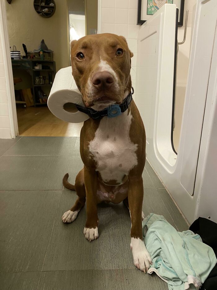 A dog with a roll of toilet paper around its neck. This could make men freak out in a woman's home.