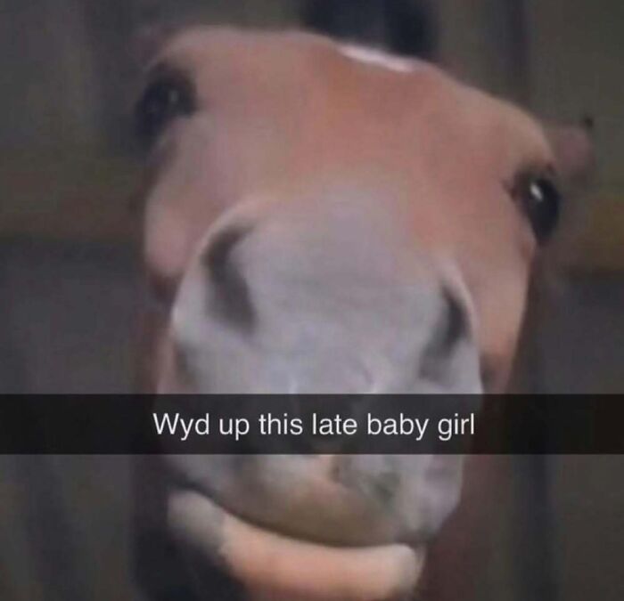 A close-up, unhinged meme of a horse's face, with the caption, Wyd up this late baby girl.