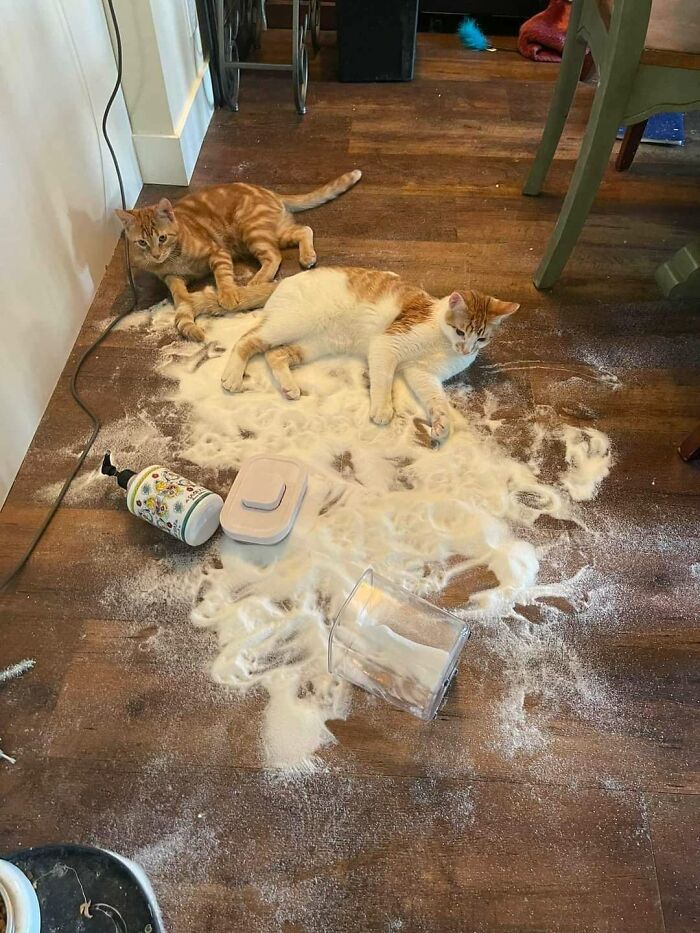Two cats freaked out and made a mess with spilled powder on a wooden floor in a woman's home.