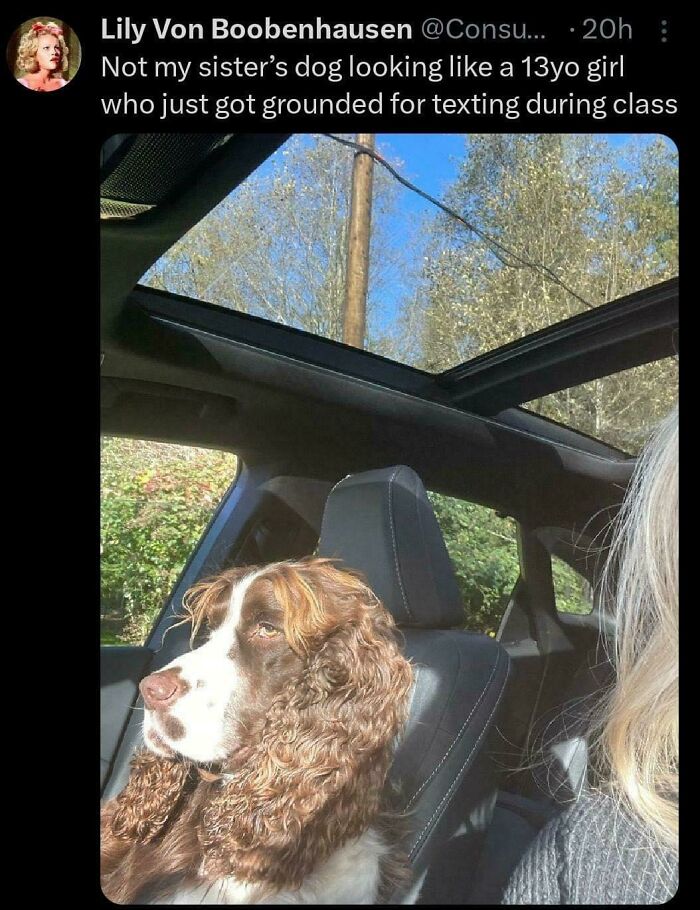 A social media post with an image of a dog in a car, accompanied by a humorous roast about its appearance.