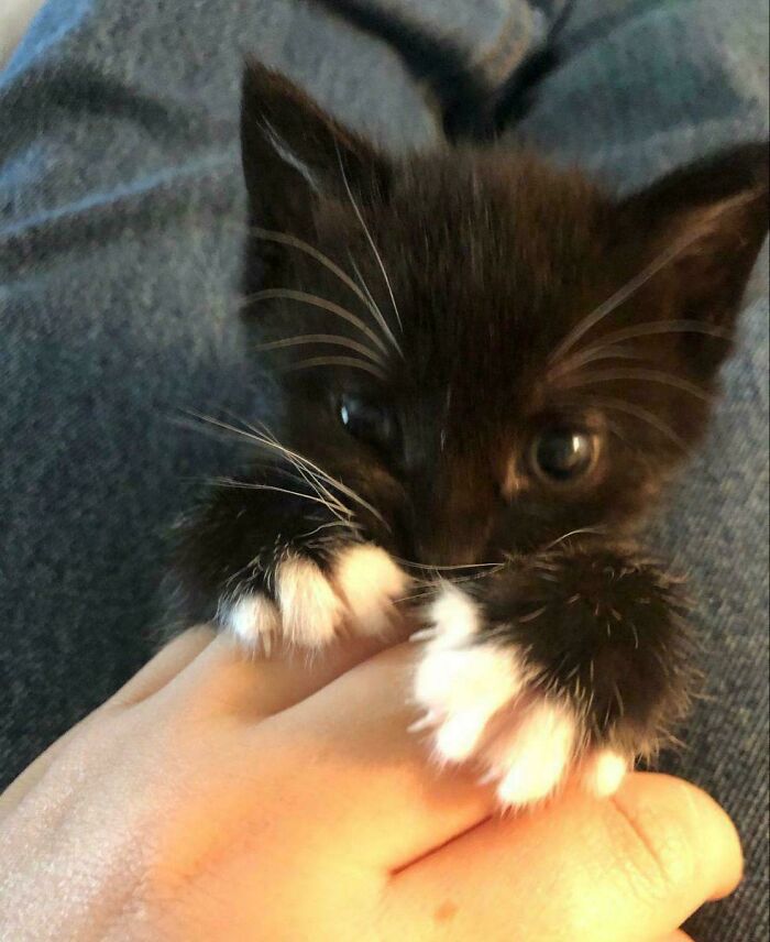 A tiny black and white kitten shows its little cat claw tips while holding onto a hand.
