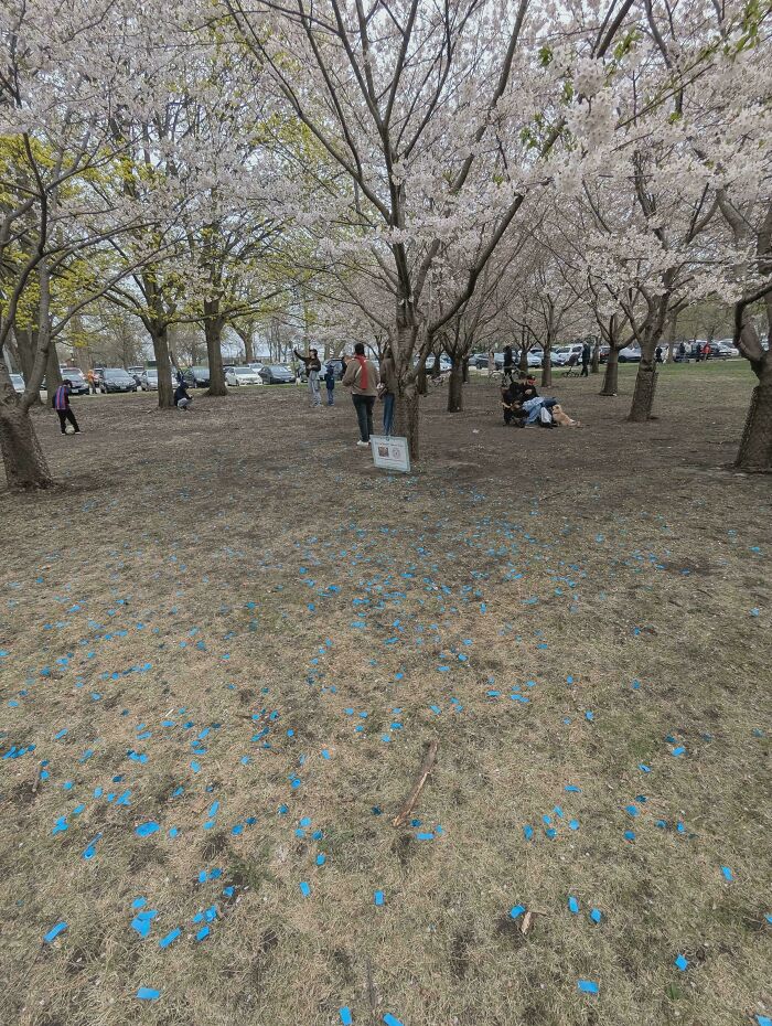 Cherry blossom trees with blue gender reveal confetti scattered on the ground, showing a messy gender reveal moment.