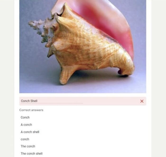 A Google Forms quiz question about a conch shell with multiple incorrect answer options, an infuriating thing.