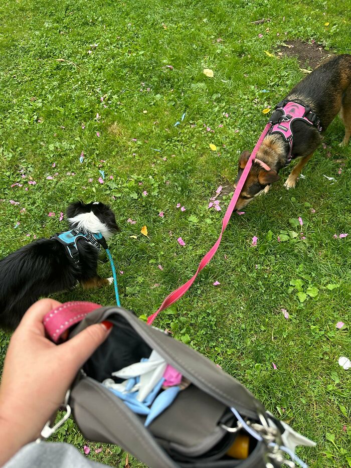 Two dogs on leashes on grass with pink confetti, showing a messy gender reveal.