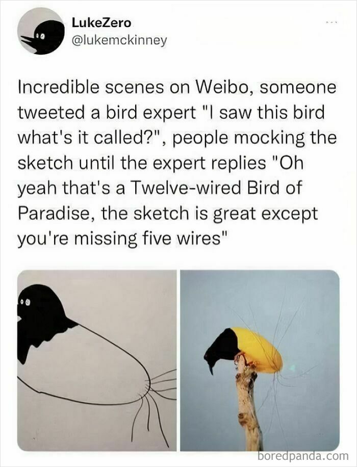 A tweet showing an expert correcting someone online about a bird sketch, identifying it as a 'Twelve-wired Bird of Paradise' and noting missing wires.