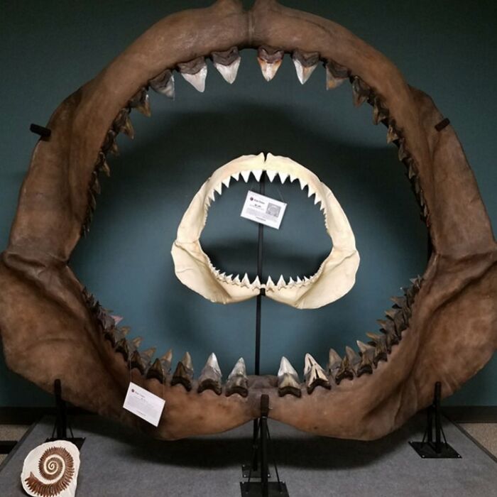 Two sets of shark jaws, one significantly larger than the other, are displayed against a dark background, highlighting their size comparisons.