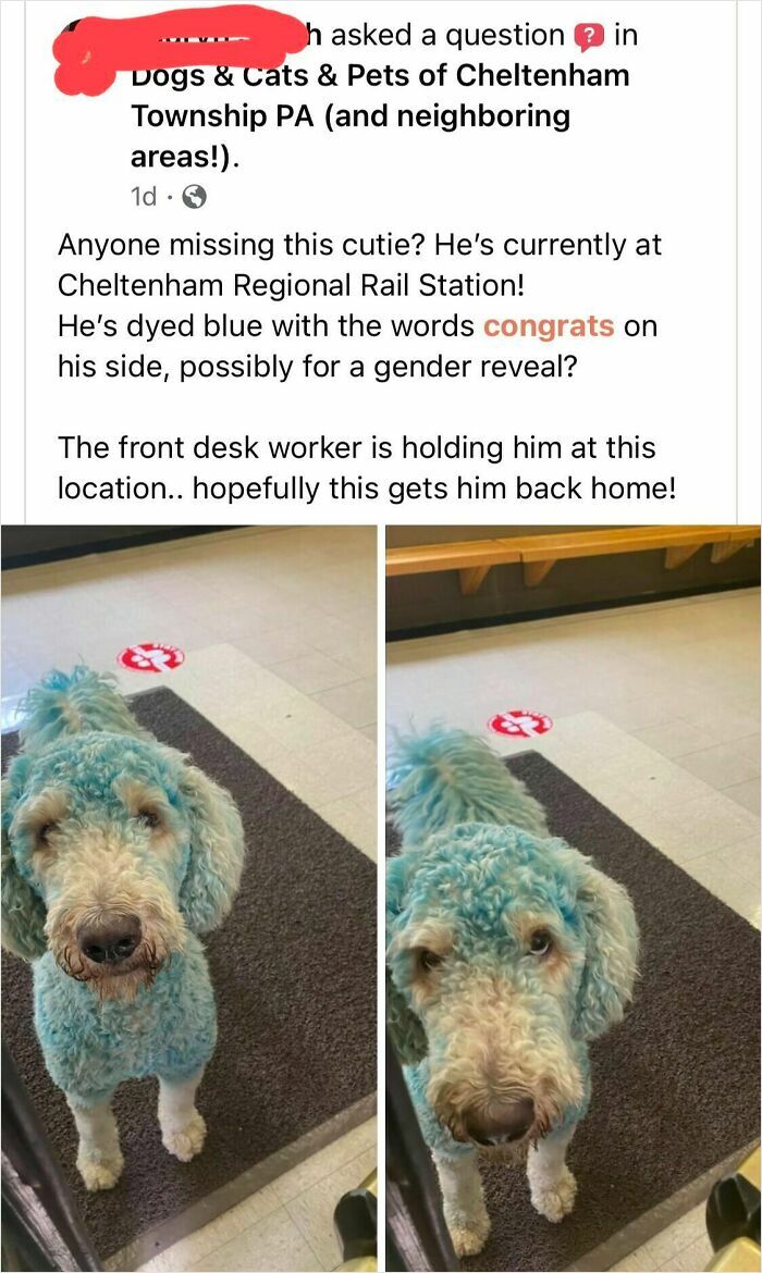 A white dog dyed blue with 'congrats' on its side, possibly for a gender reveal moment.