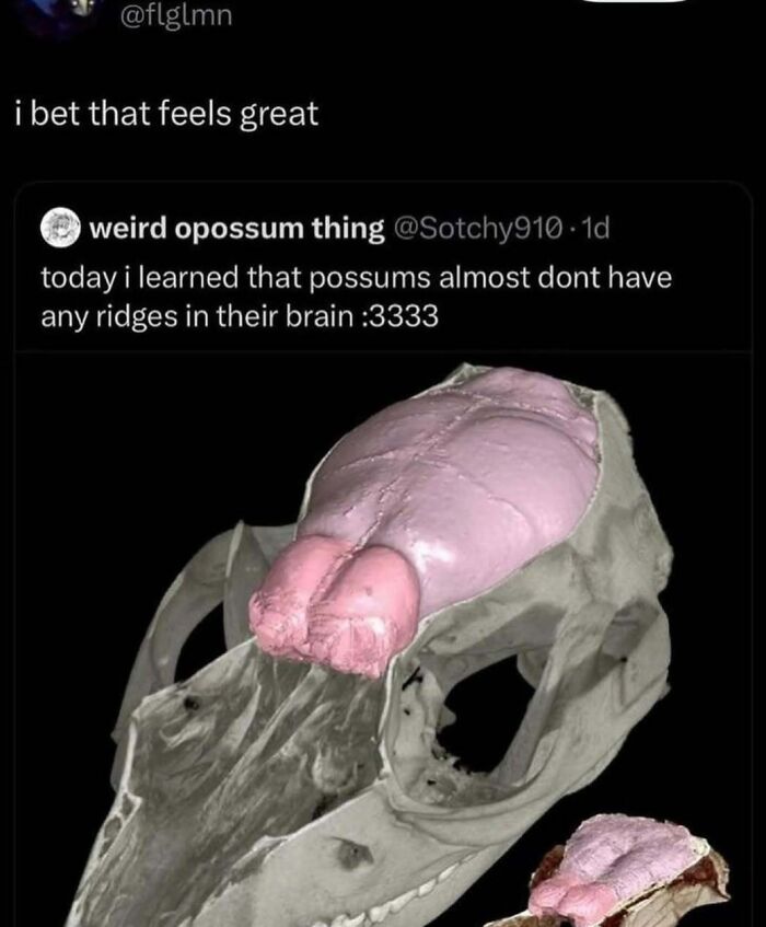 An image showing a smooth possum brain inside a skull, an unhinged and cringe meme fact.