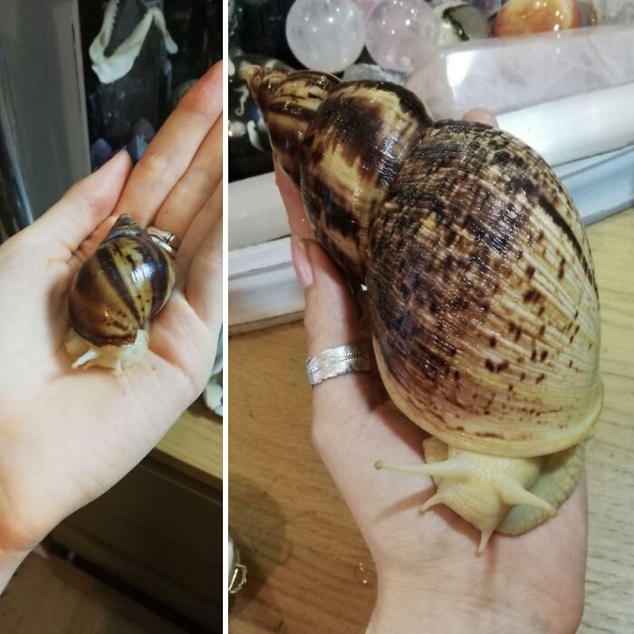 A split image showing a tiny snail next to a hand and a giant snail on a hand, emphasizing size comparisons.