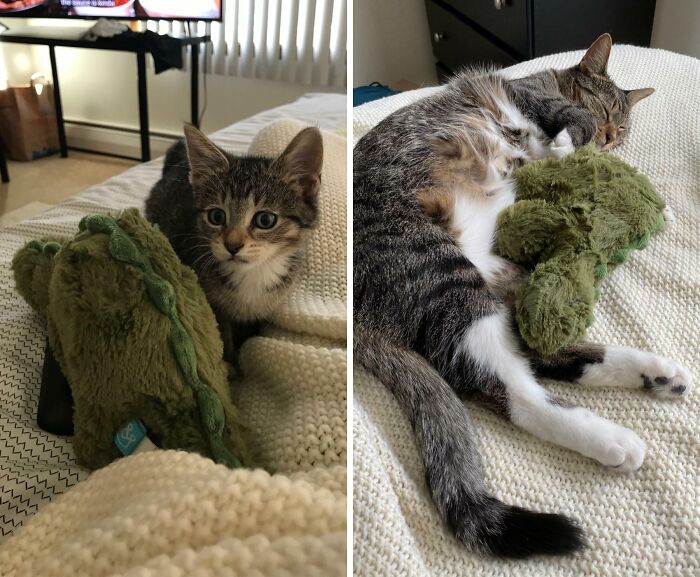 A split image shows a kitten next to a green dinosaur toy, and later, a grown cat sleeping with the same toy, illustrating size comparisons.