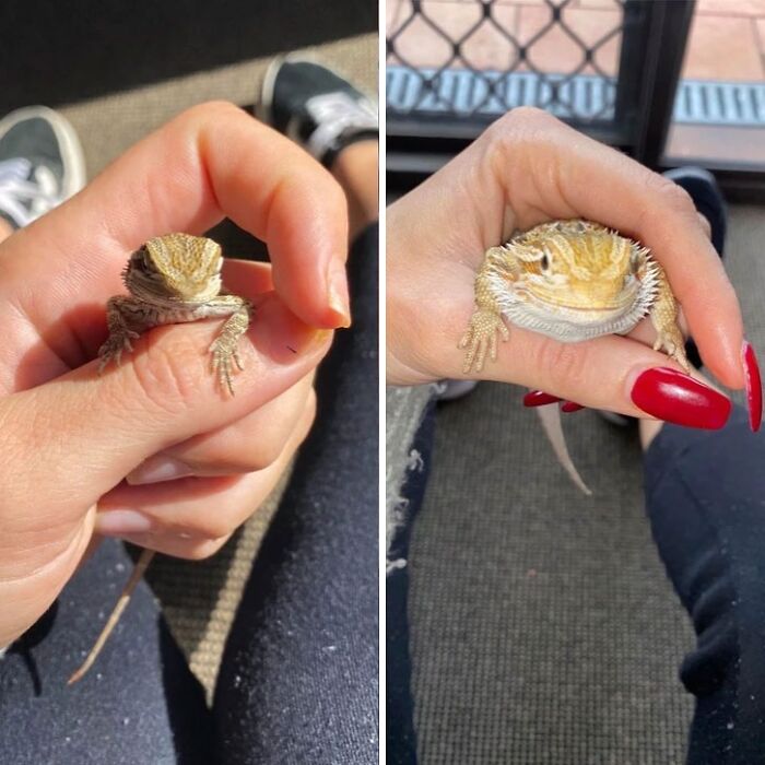 A split image shows a small baby lizard in a hand on the left, and a larger, grown lizard in the same hand on the right, for size comparisons.