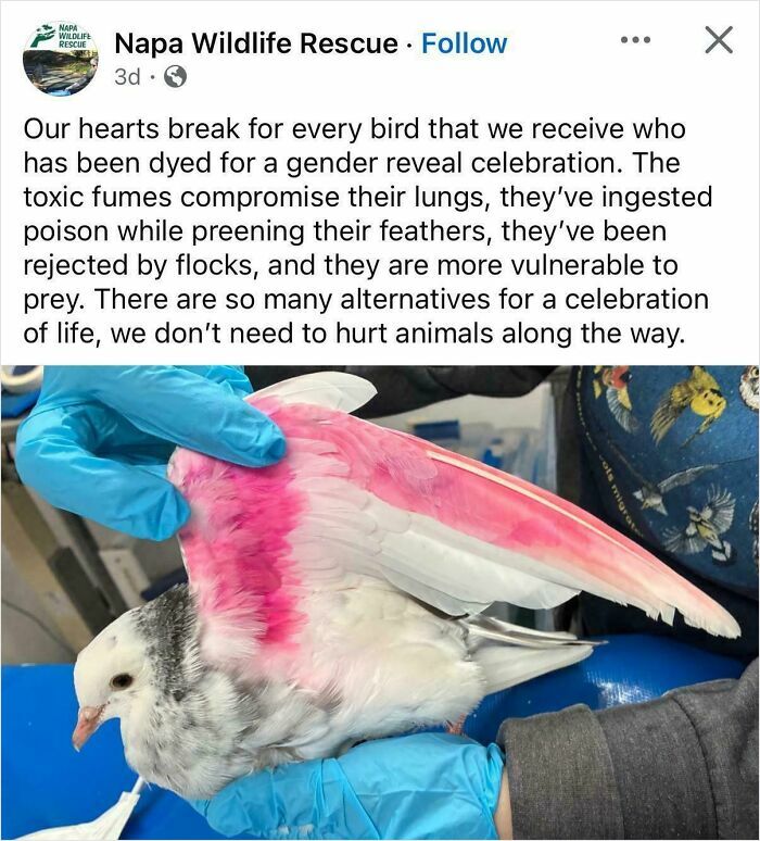 A rescued bird with pink-dyed wings, illustrating harmful Gender Reveal moments that people are judging.