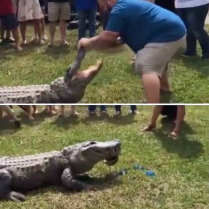 A gender reveal moment using an alligator to reveal blue powder, judged by parents and spectators.