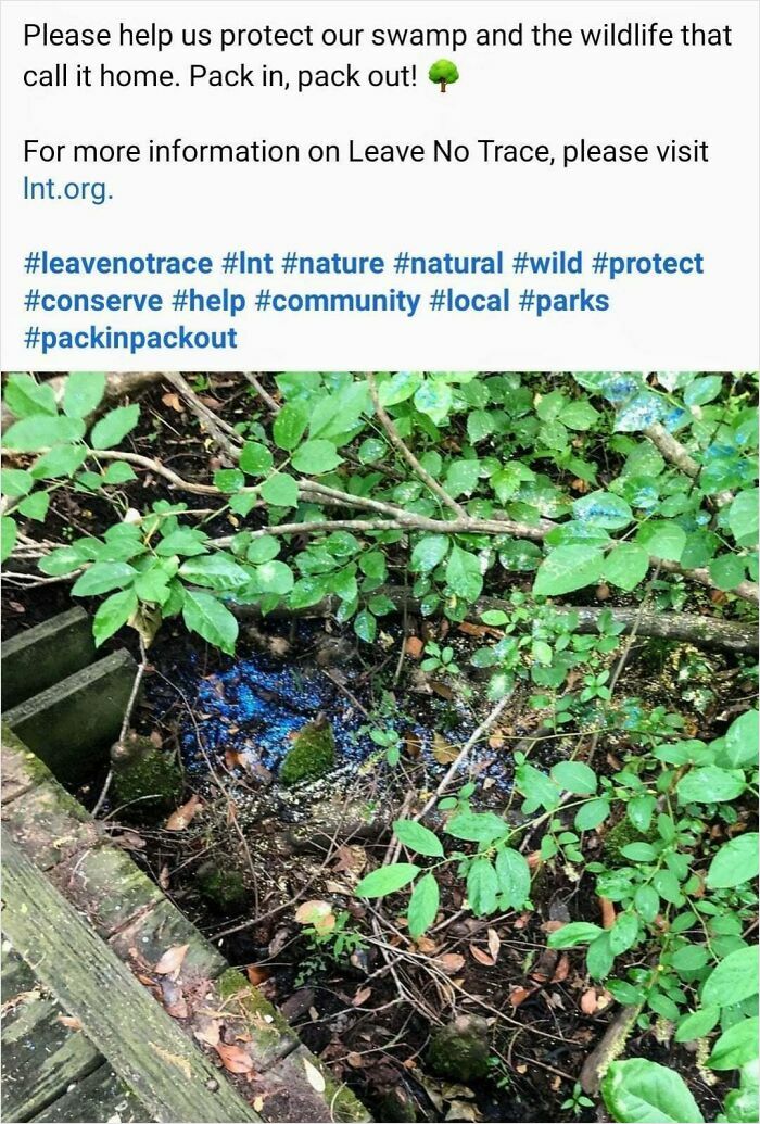 Pollution from a gender reveal event, with blue dye contaminating a swamp amidst green foliage.