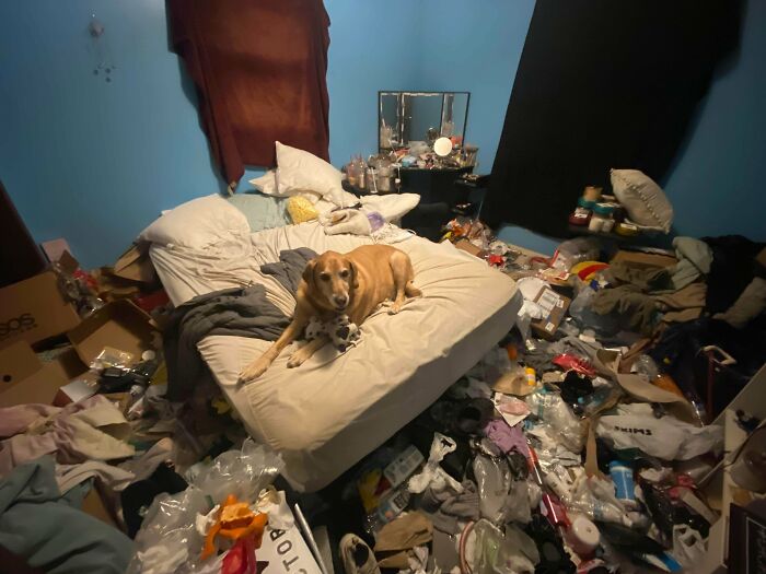 A golden retriever dog looking at the camera while lying on a bed in a messy bedroom. Men freak out.