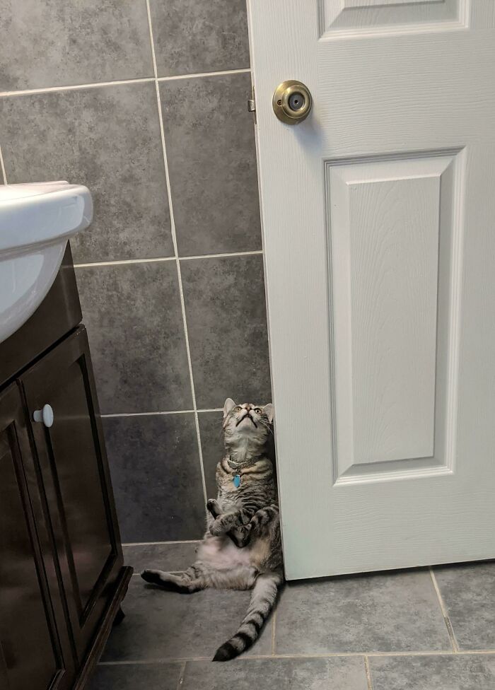 A small bathroom filled with many cats looking at the camera, showing men freaked out by a woman's home.