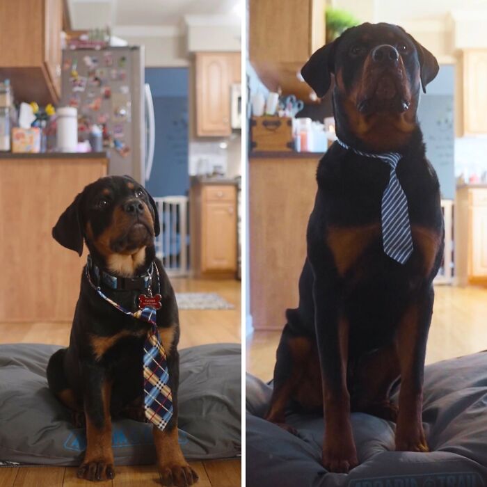 These 40 Adorable Dogs Are Exactly What You Need To Start Your Week With A Smile