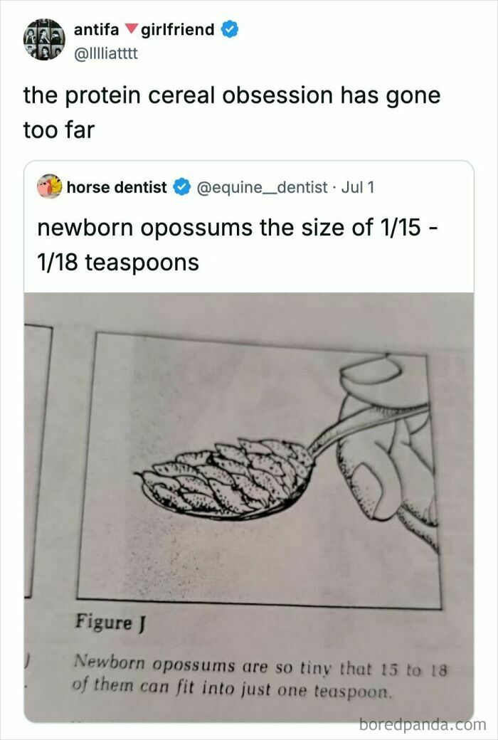 Funny comments on a tweet comparing the size of newborn opossums to protein cereal obsession.