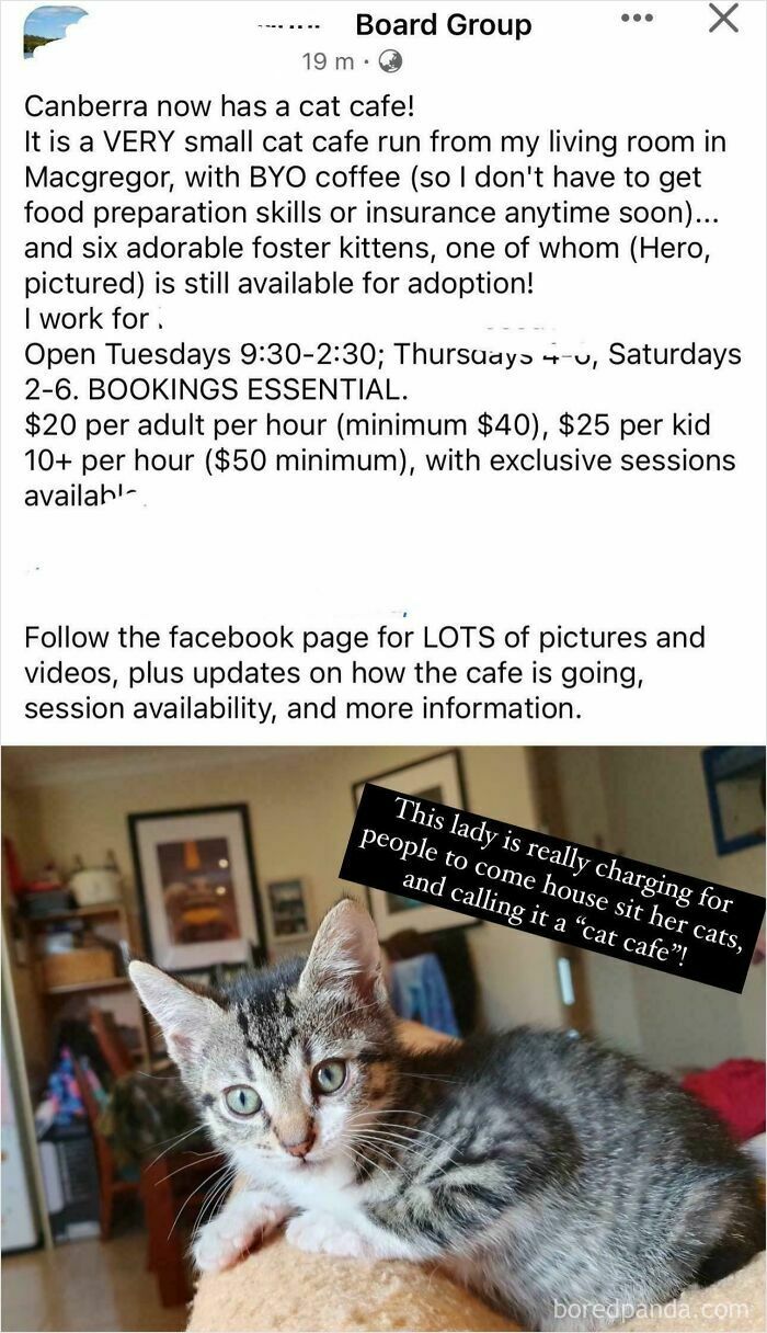 A Facebook post advertising a cat cafe run from a living room, where the owner charges for visits, showing a main character.