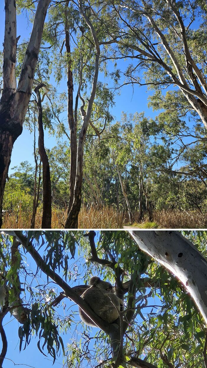 A split image showing tall eucalyptus trees, with a koala resting in one, an interesting post for Aussies.
