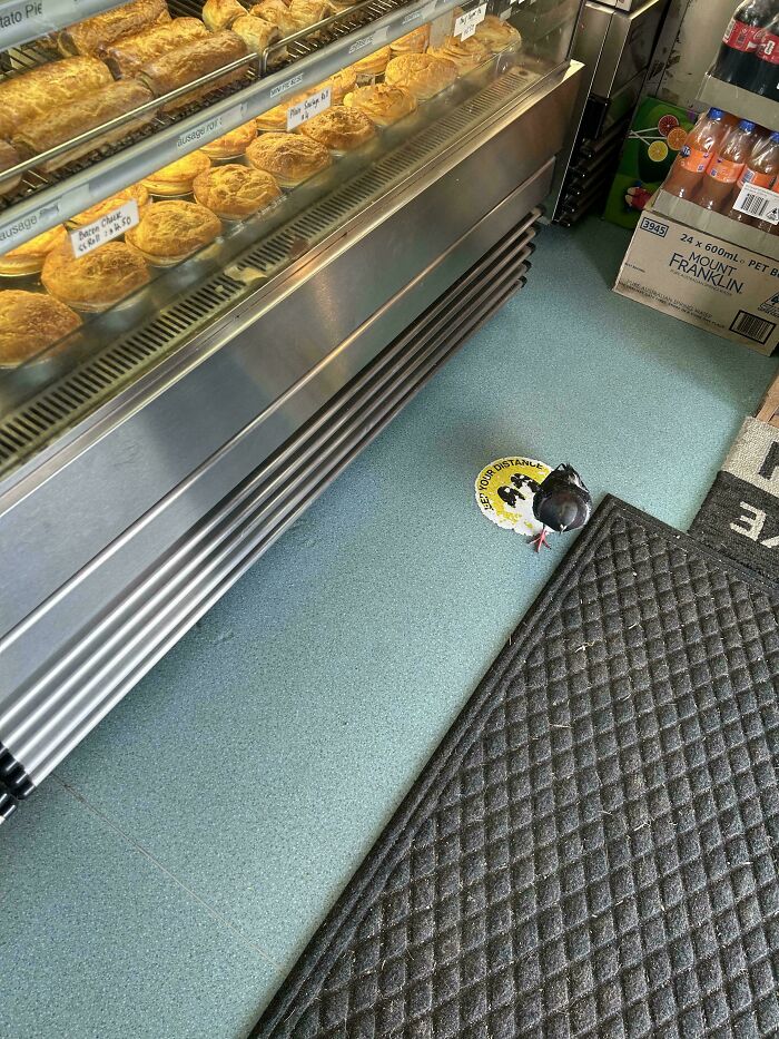 A pigeon standing on a social distancing sticker next to a display case of baked goods, an interesting post for Aussies.