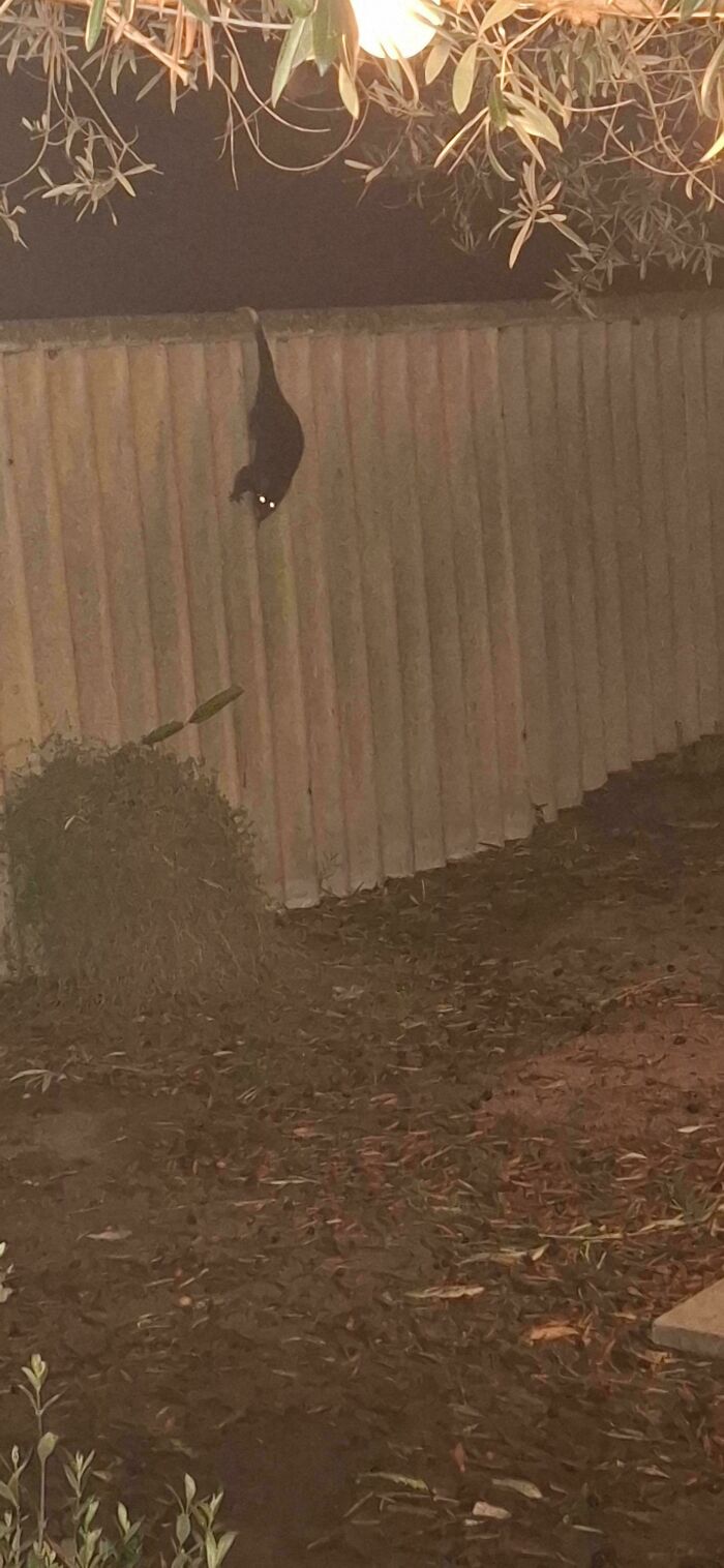 A black Australian possum with glowing eyes climbing down a fence at night. An Aussie animal understanding.