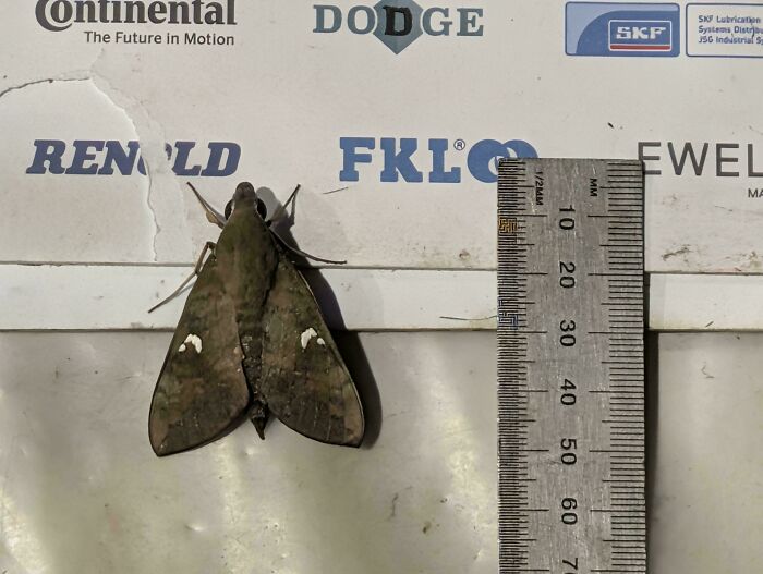 A large Australian moth with white markings on its wings next to a ruler for scale. Aussie insect understanding.