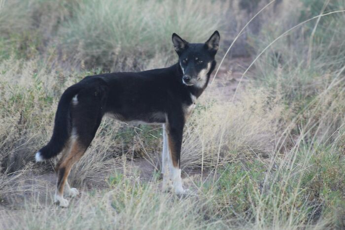 A black and tan Australian dingo standing in dry grassy terrain, looking towards the viewer. Aussie wild dog understanding.