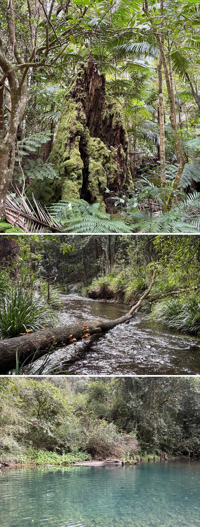 A collage of three Australian landscapes: a mossy tree stump, a flowing stream, and a clear natural pool. Aussie nature understanding.