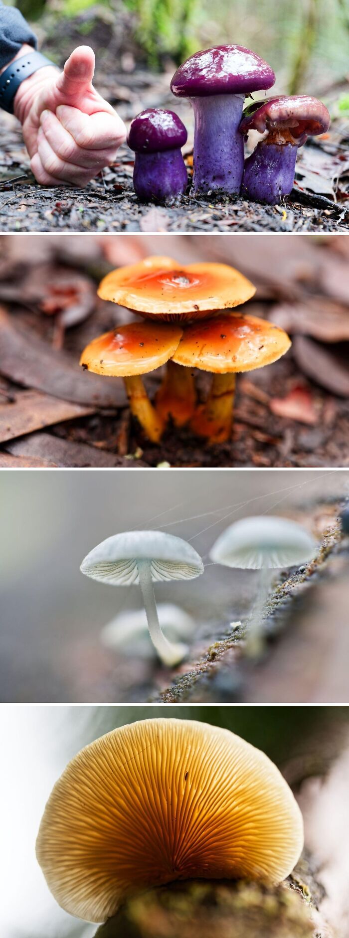 A collage of four images showcasing different types of colorful fungi found in the Aussie bush. Interesting posts for an Aussie.