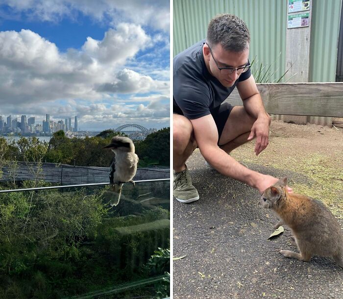 A split image showing an Aussie kookaburra with a city skyline and a person petting a wallaby. Interesting posts for an Aussie.