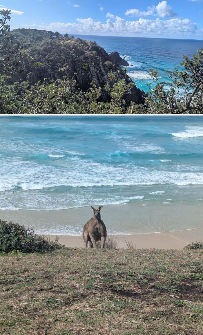 An Aussie kangaroo stands on a grassy cliff overlooking the beautiful blue ocean with crashing waves. Interesting posts for an Aussie.