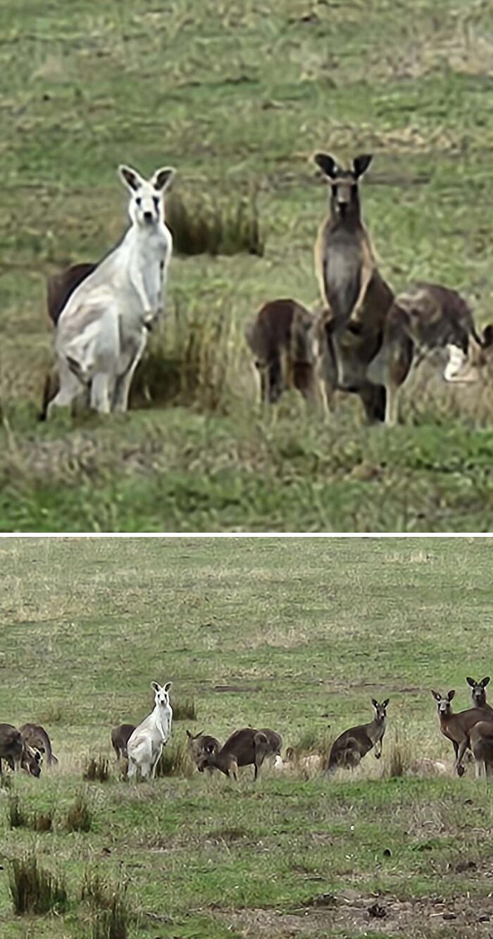 A group of kangaroos in a grassy field, including a rare white kangaroo, an interesting sight for an Aussie.