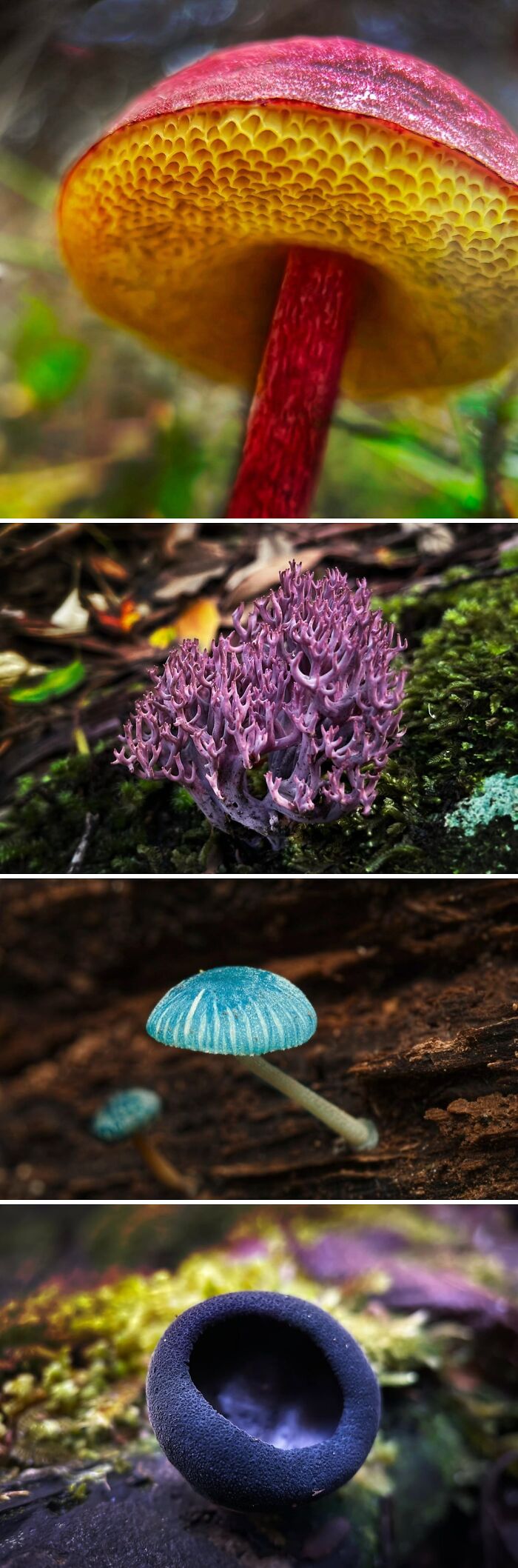 A collection of colorful Aussie mushrooms, including red, purple, blue, and black fungi, revealing interesting posts.