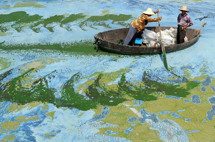 Real photo of two people in a boat on a heavily algae-covered lake with striking patterns, making the brain question if it was edited.