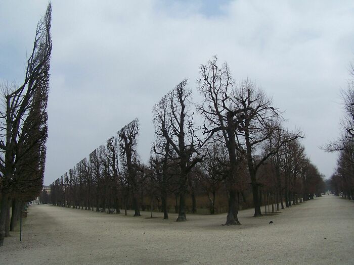 Real photo of trees meticulously pruned into unusual shapes along a path, making the brain question if they were edited.