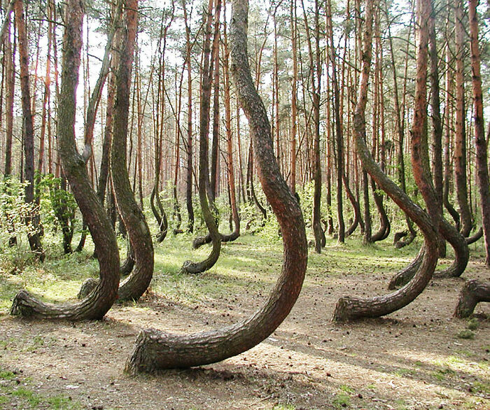 The Crooked Forest with trees that curve at the base, a real photo that makes your brain question if it was edited.