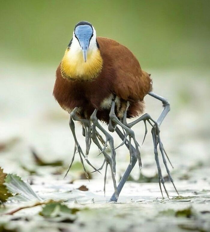 A Jacana bird with multiple spindly legs visible, standing on lily pads, a real photo that questions editing.