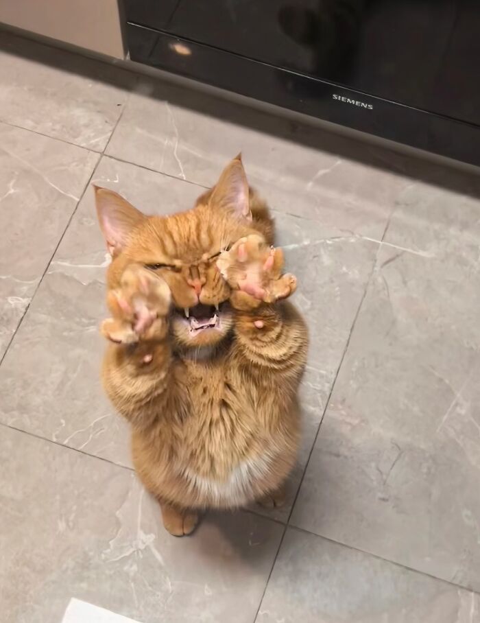 A silly animal, an orange cat, standing on its hind legs with paws up and an open mouth. A funny animal picture.
