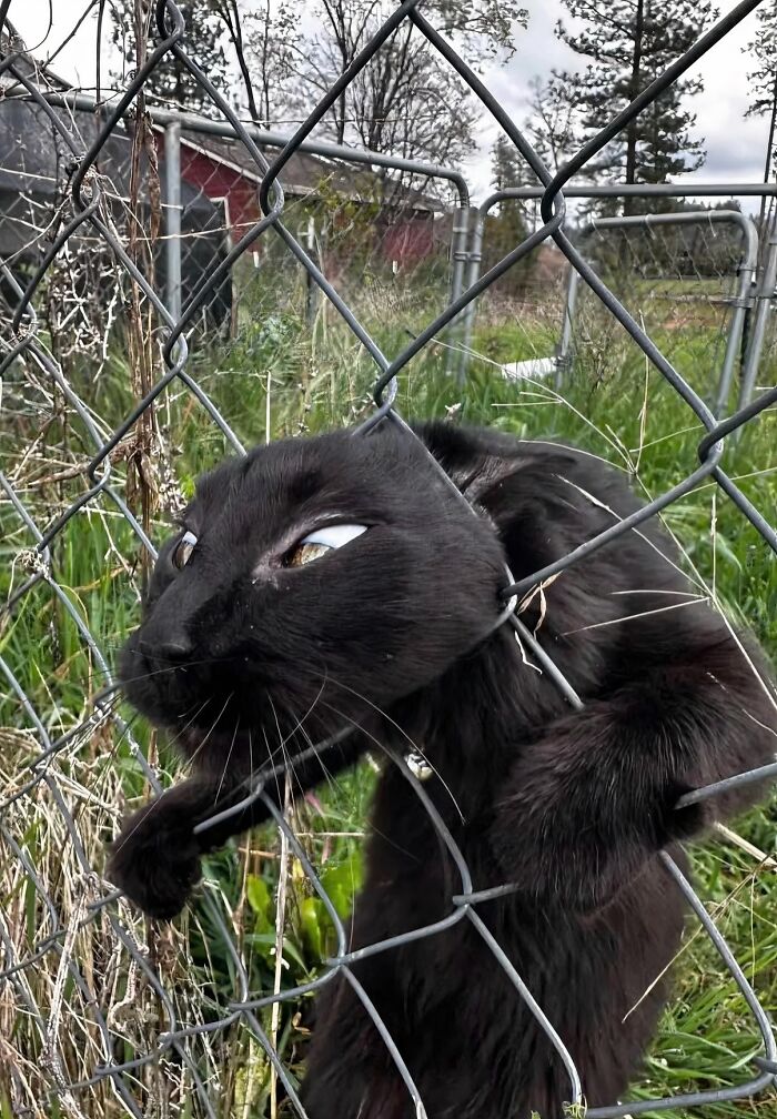 A silly animal, a black cat, with its head comically stuck through a chain-link fence. A funny animal picture.