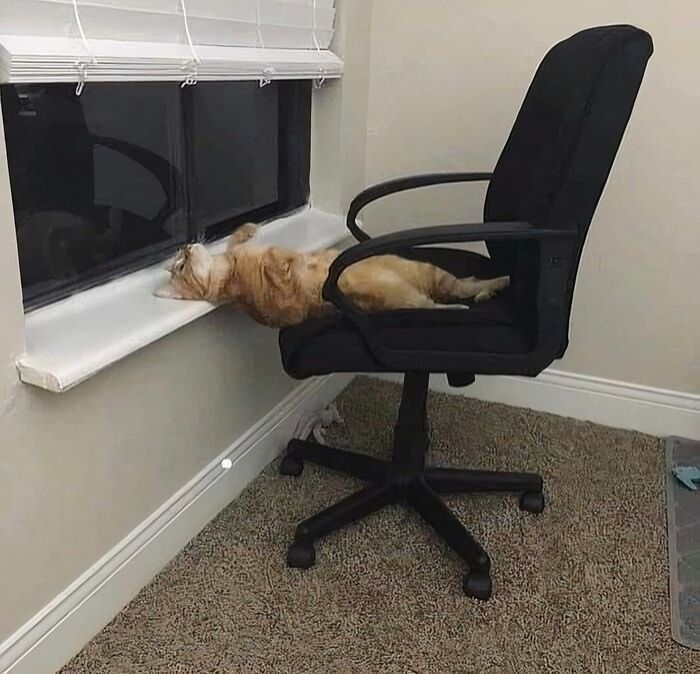 A silly orange cat stretches from an office chair to look out a window, showcasing funny animal behavior.