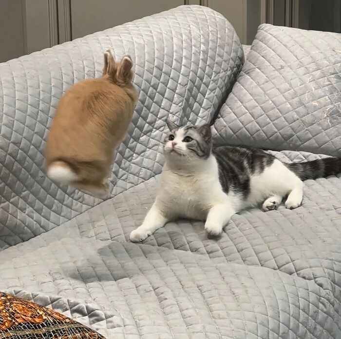 A silly animal, a rabbit, appears to be levitating above a surprised cat on a grey couch.
