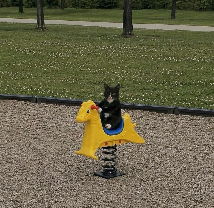 A silly animal, a black and white cat, riding a yellow spring horse at a playground.