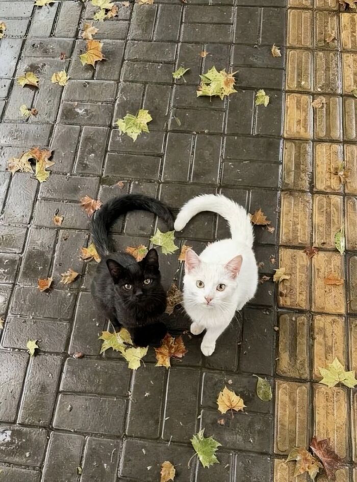 An overhead shot of two silly animals, a black kitten and a white kitten, sitting on a wet paved surface with fallen autumn leaves, tails forming a heart. So many silly animals!