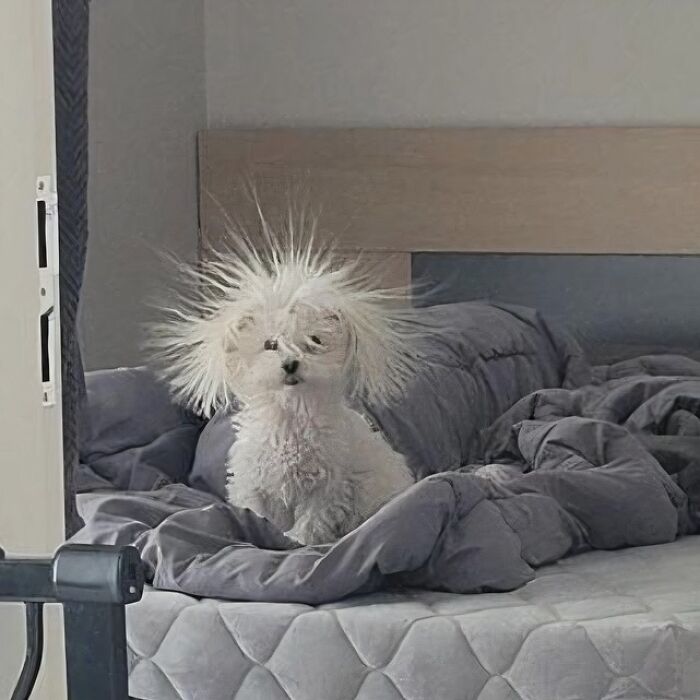A silly animal, a small white dog with static fur, sits on a grey bed looking surprised.
