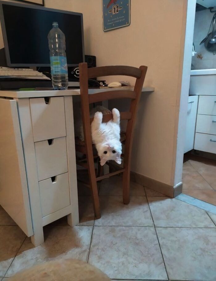 A silly animal, a white cat, hangs upside down from a wooden chair next to a desk.